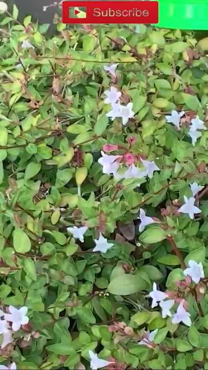 Best Funny Video Clips #shorts (85)