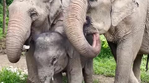 Baby elephant gets freed from chains ❤️😭