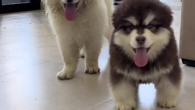 Two puppies play games