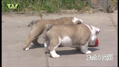 Bulldog pups