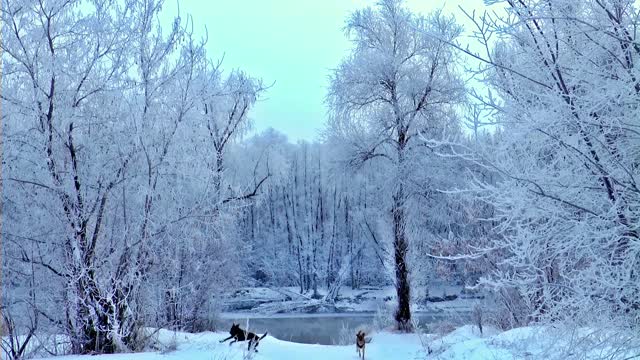 funnest dogs on snow