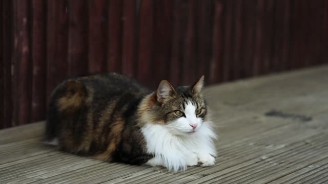 Tabby Cat on Wooden Surface. || Tabby Cat Lovers || Animals lovers ||