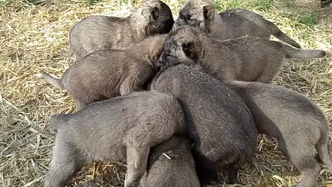 Kangal Pups Feeding