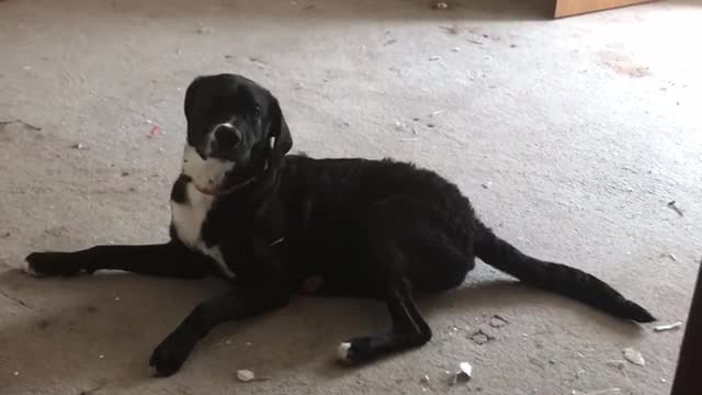 Dog enjoys helping owner move