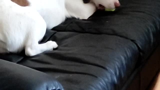 Funny cute dog plays and howls