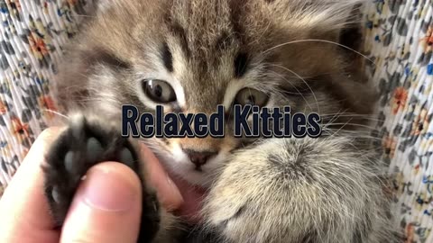 Relaxed Kittens