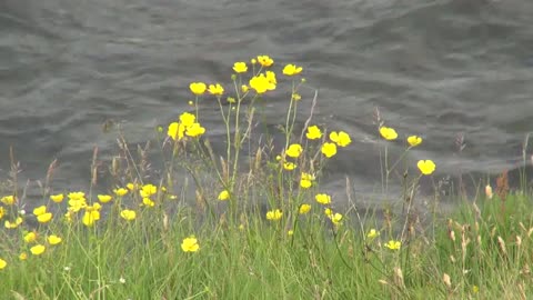 Iceland Selijaland stream