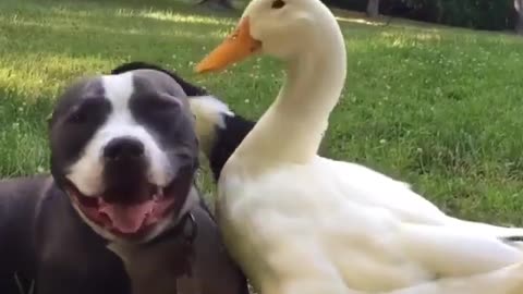 A dog-loving goose