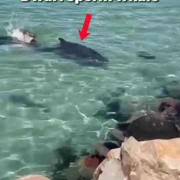 #video #viral #facts #usefull video #knowledge