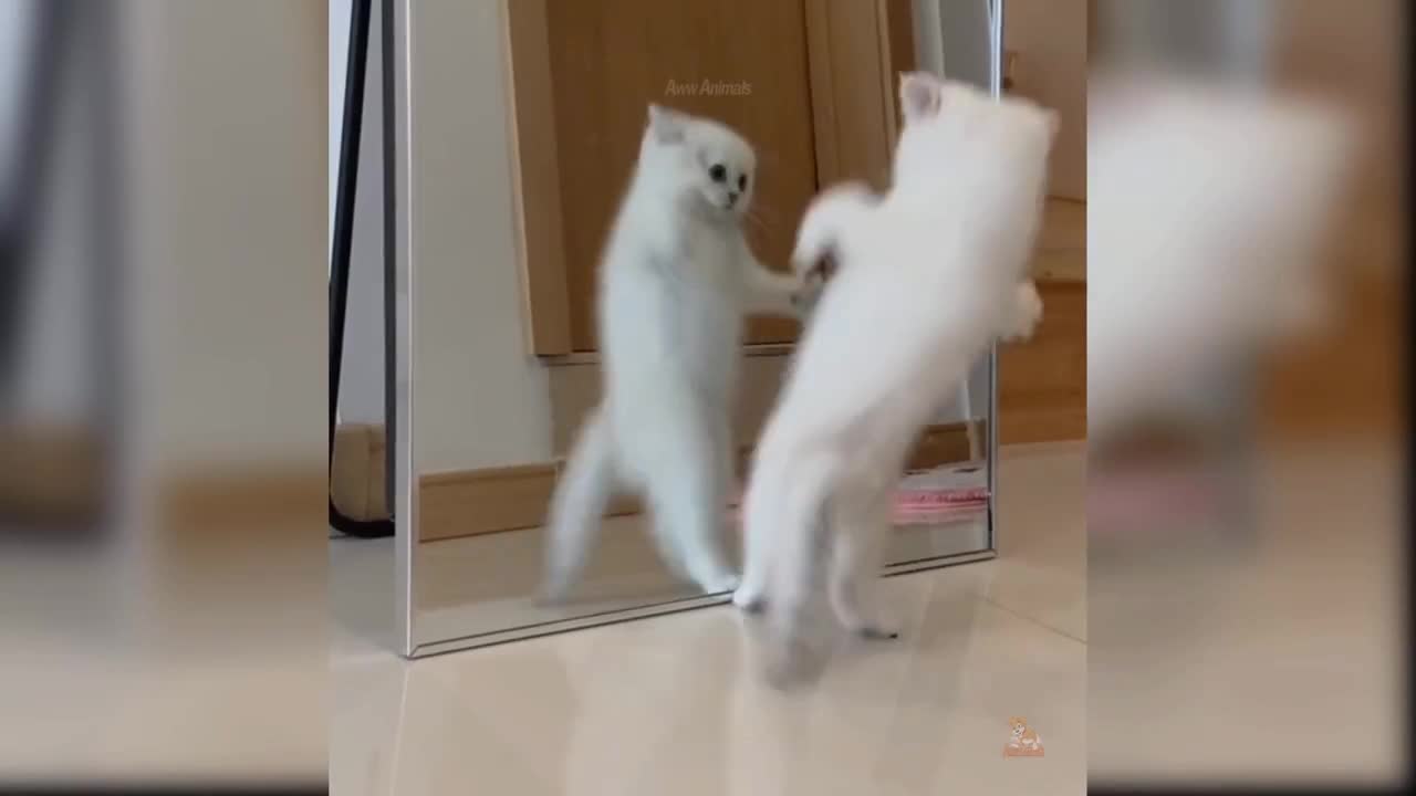 πππCute cats, very funniest petsπππ