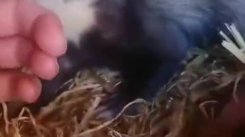 Ferret taking human to see her babies