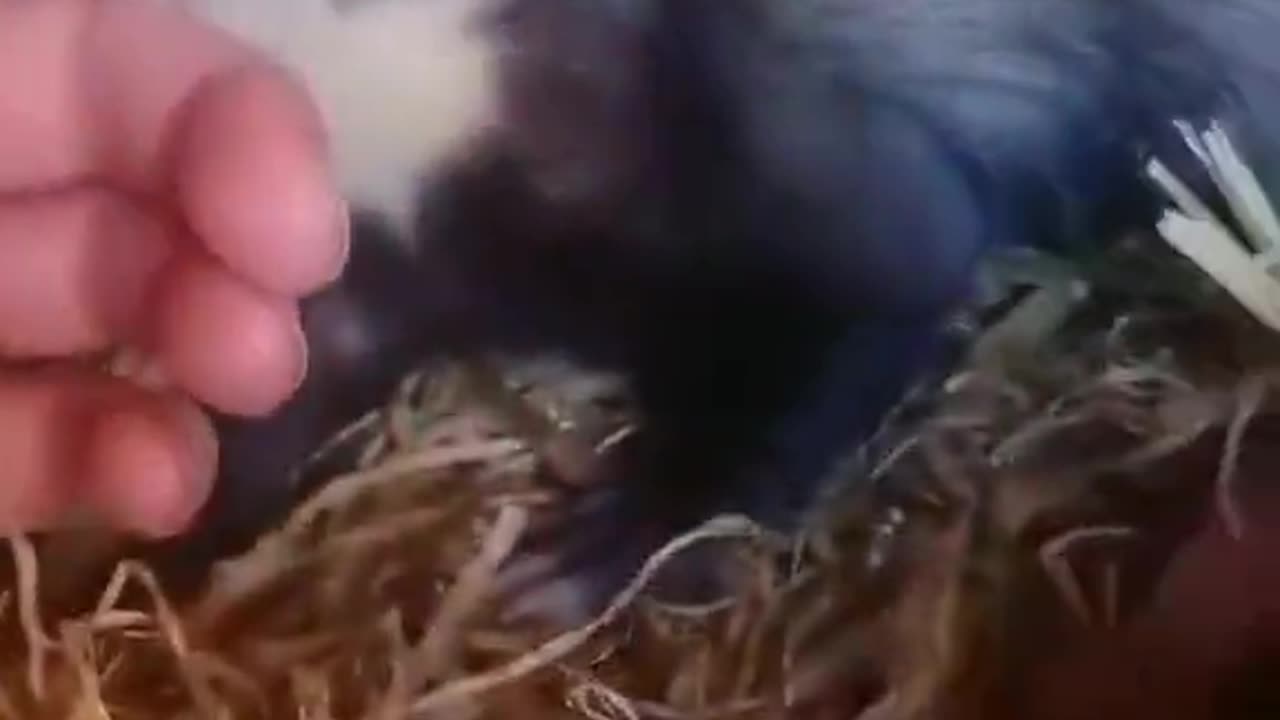 Ferret taking human to see her babies