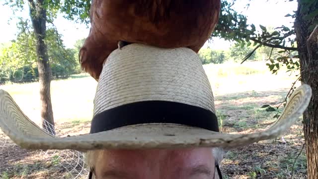 Chicken Hat