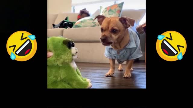 💗Cute And Funny Pets | Try Not To Laugh At These Silly Pets🐶😹