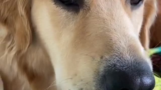 My dog is being dramatic again