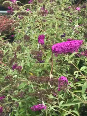 Butteryfly bushes at Highland Hill Farm near Philadelphia