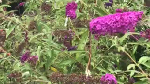 Butteryfly bushes at Highland Hill Farm near Philadelphia