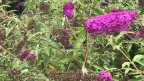 Butteryfly bushes at Highland Hill Farm near Philadelphia