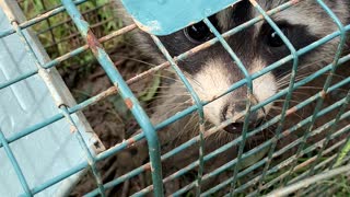 Raccoon catch and release!