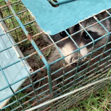 Raccoon catch and release!