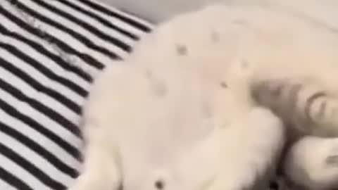 Cute Cats #Shorts Funny video #shorts