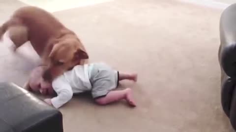 Children playing with dogs