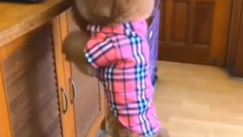 cute animals video #1