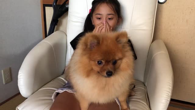 This pomeranian dog gets crazy when its hair is blown