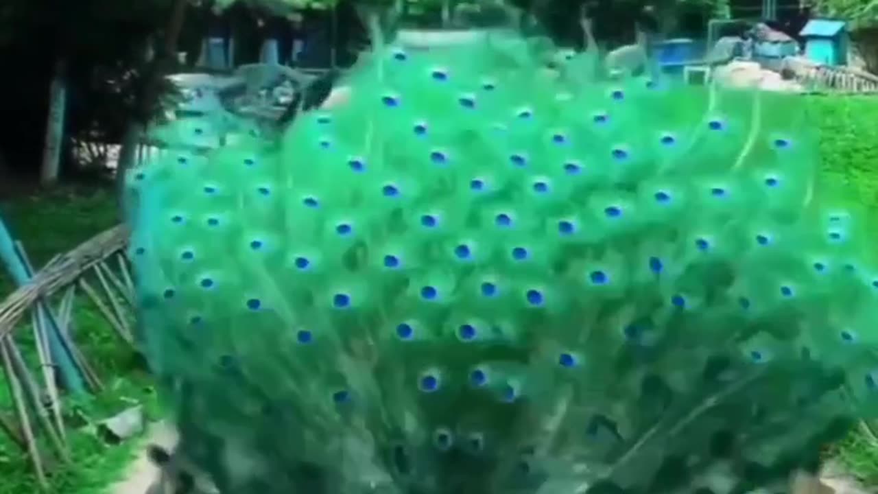 AMAZING PEACOCK DANCE