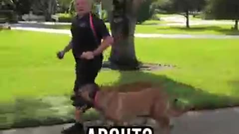 Ready to Own a Belgian Malinois? Not Without Watching This First!