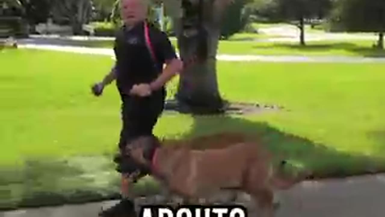 Ready to Own a Belgian Malinois? Not Without Watching This First!