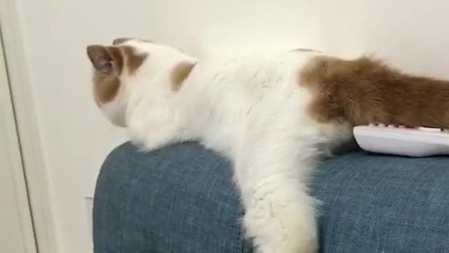 It's lovely for a cat to lie on the bed and rest
