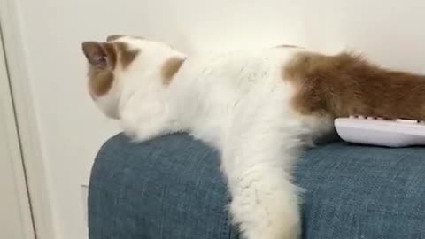 It's lovely for a cat to lie on the bed and rest