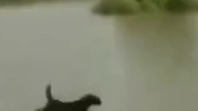 Videos graciosos de perros 🤣🤣