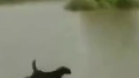 Videos graciosos de perros 🤣🤣