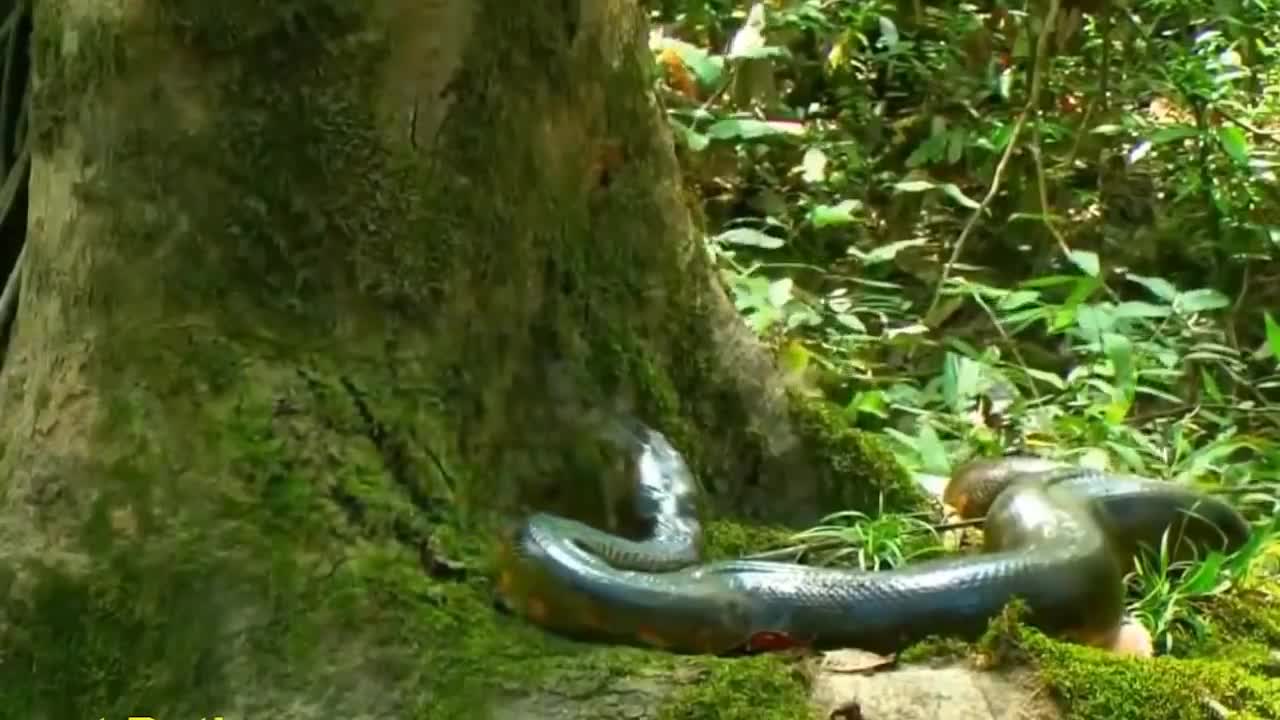 World's Largest Snake