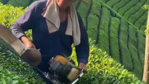 Tea harveating