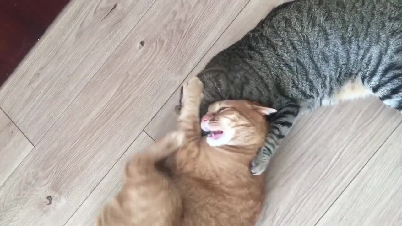 When Cats Fall in Love #4