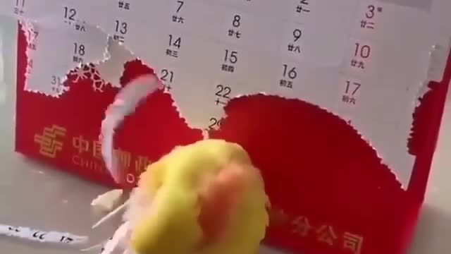 funny parrot