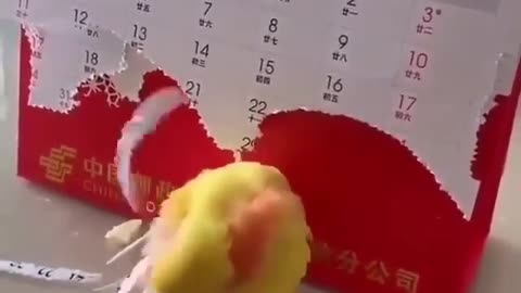 funny parrot