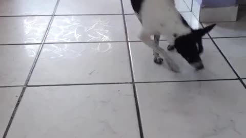 funny dog running to eat