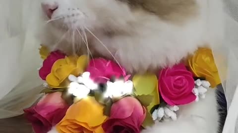 cute cats videos