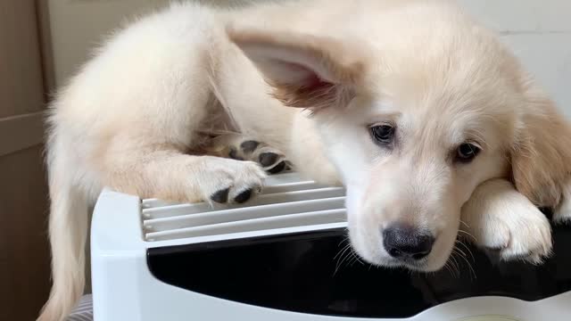 Puppy Perches on Top of Air Conditioner