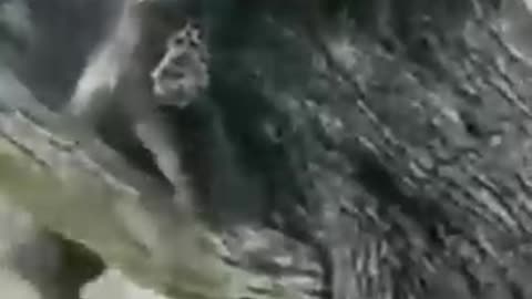 Leopard caught and killed the pig #shorts #animal #shortvideo