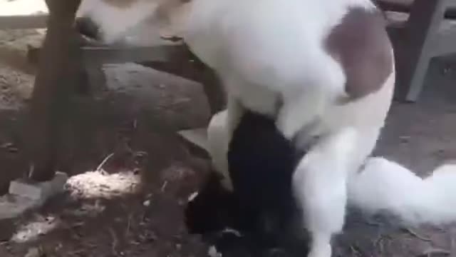 Dog rape of cat