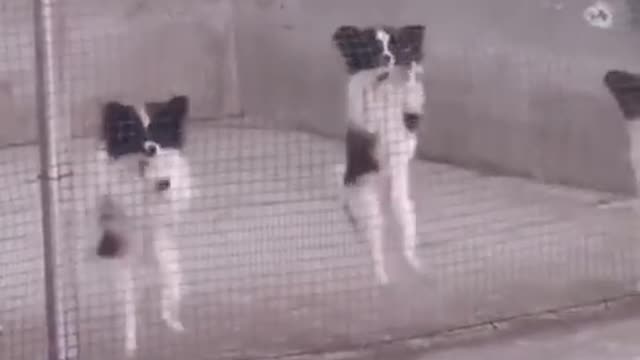 Funniest_cat_and_dog_video!! Part 16