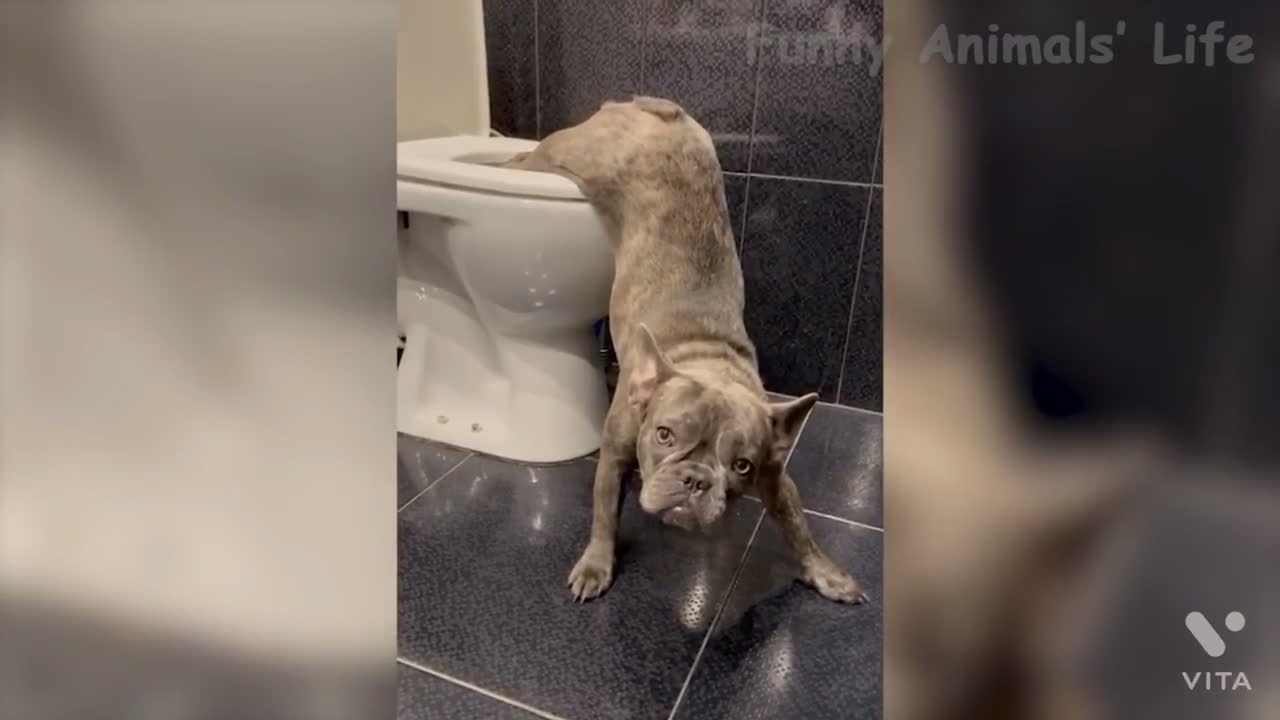 Best of 2021😂😍funny animals// best videos