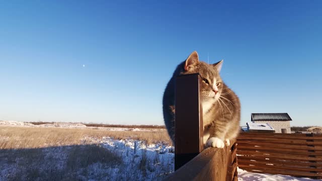 The cat scratches the wood after hearing the dog bark