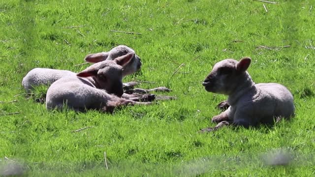 See a very beautiful sheep and goat farm