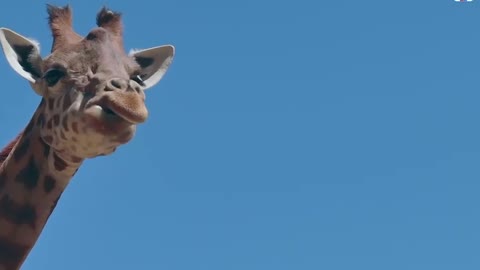 The giraffe is also very beautiful